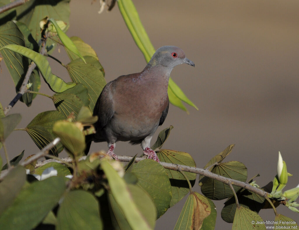 Pigeon rousset