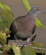 Pale-vented Pigeon