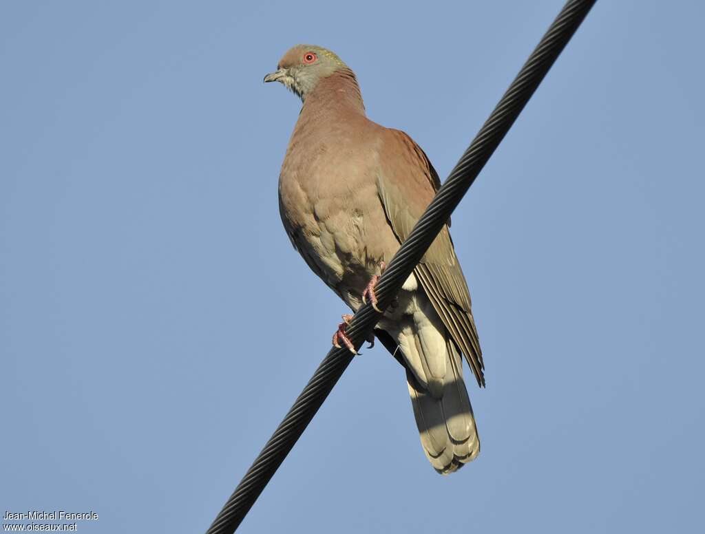 Pale-vented Pigeonadult, identification