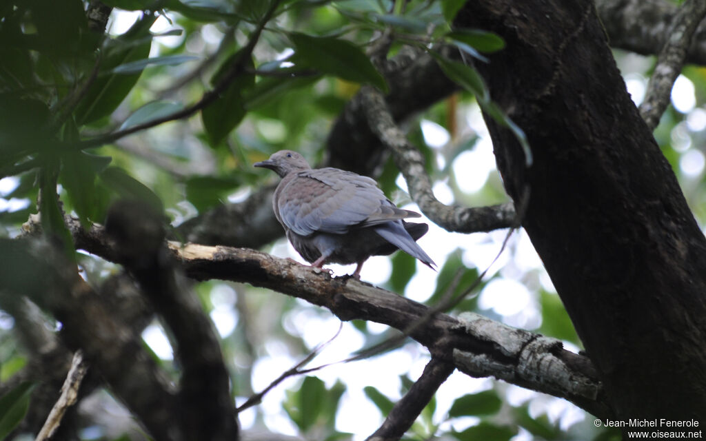 Plain PigeonFirst year