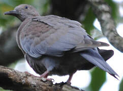 Plain Pigeon