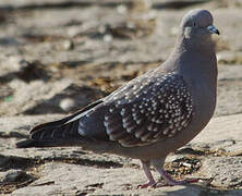 Pigeon tigré