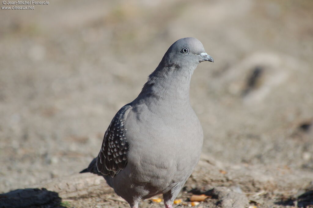 Pigeon tigré