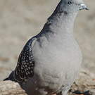 Pigeon tigré