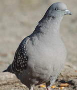 Spot-winged Pigeon