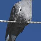 Pigeon tigré