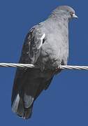 Spot-winged Pigeon