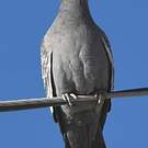 Pigeon tigré
