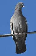 Spot-winged Pigeon