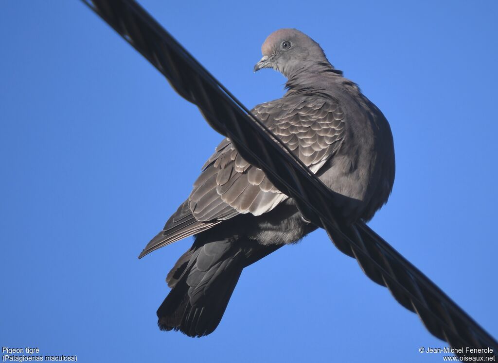 Spot-winged Pigeon