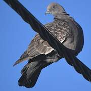 Spot-winged Pigeon