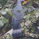 Pigeon trocaz