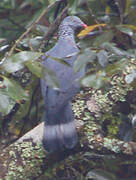 Trocaz Pigeon