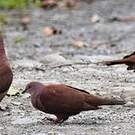 Pigeon vineux