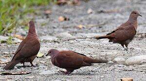 Pigeon vineux