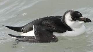 Razorbill