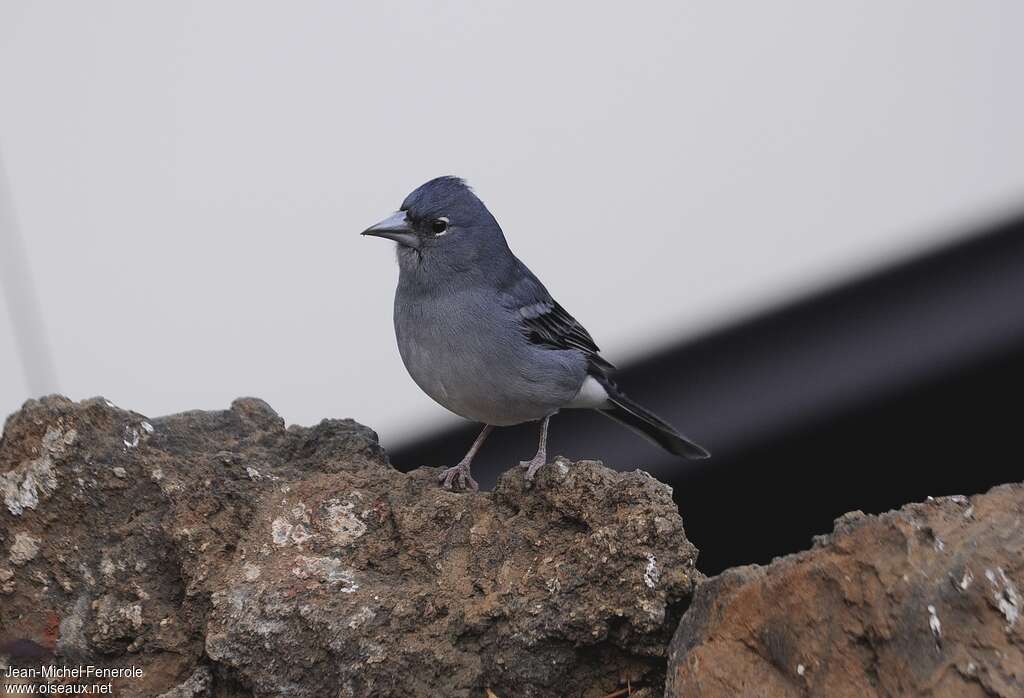 Tenerife Blue Chaffinch male adult, close-up portrait