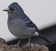 Tenerife Blue Chaffinch