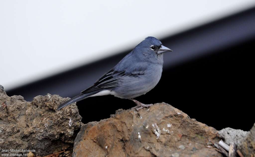 Tenerife Blue Chaffinch male adult, identification