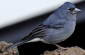 Tenerife Blue Chaffinch