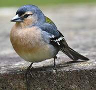 Azores Chaffinch