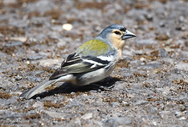 Azores Chaffinch male adult