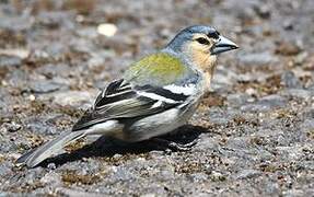 Azores Chaffinch