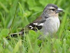 Azores Chaffinch