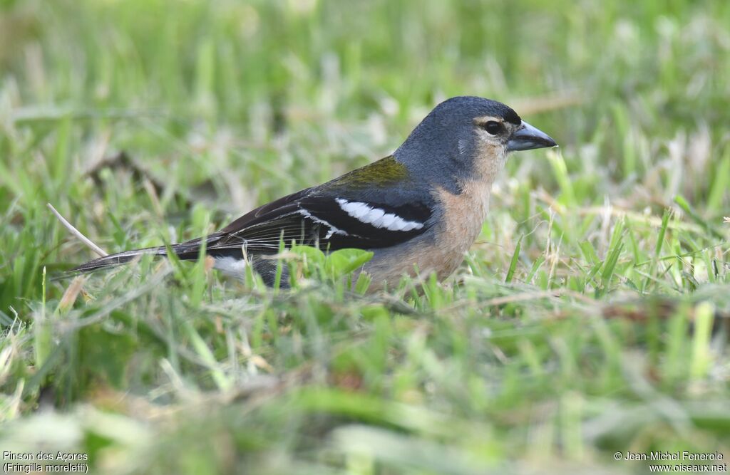 Pinson des Açores mâle adulte