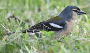 Azores Chaffinch