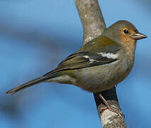 Common Chaffinch