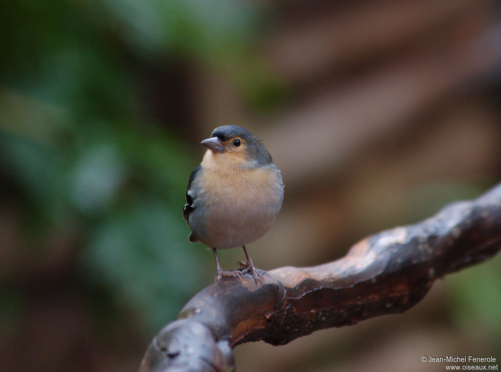 Common Chaffinch male adult