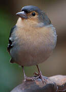 Eurasian Chaffinch