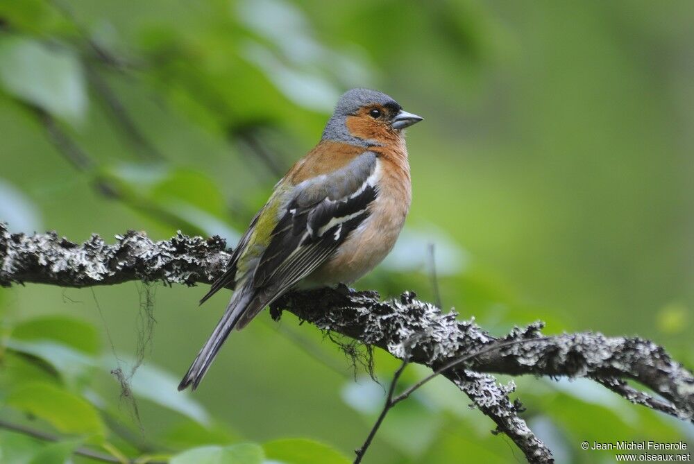 Common Chaffinch