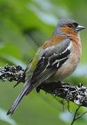 Eurasian Chaffinch