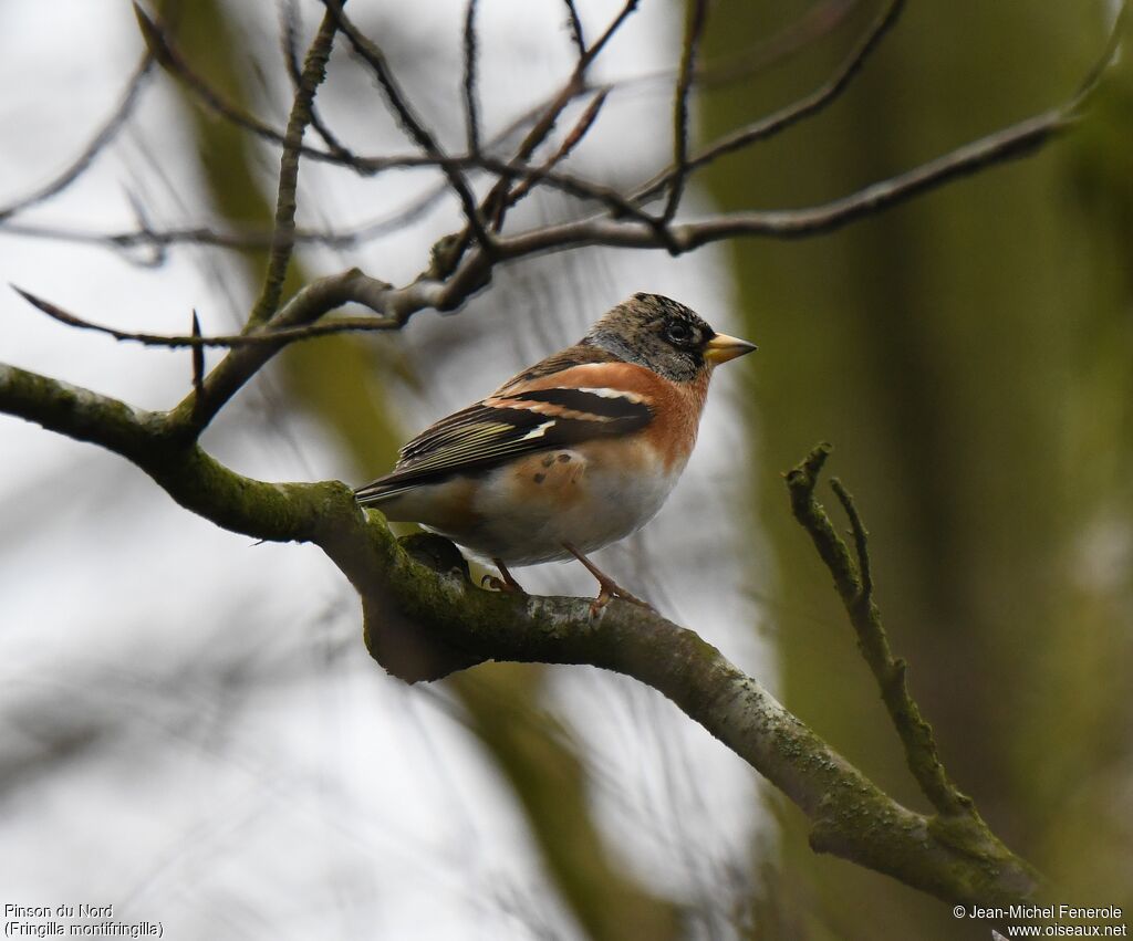 Brambling