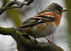 Brambling