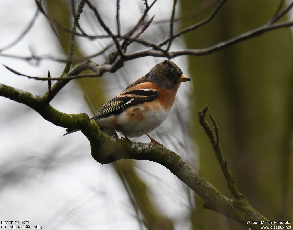 Brambling