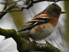 Brambling