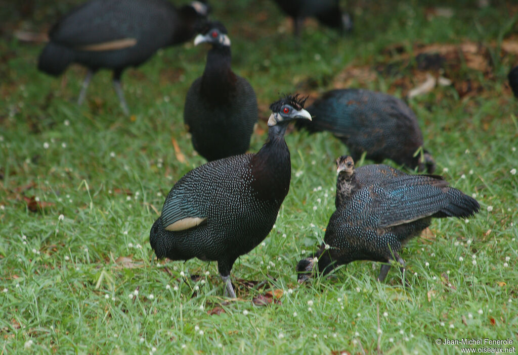 Southern Crested Guineafowladult