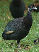 Southern Crested Guineafowl