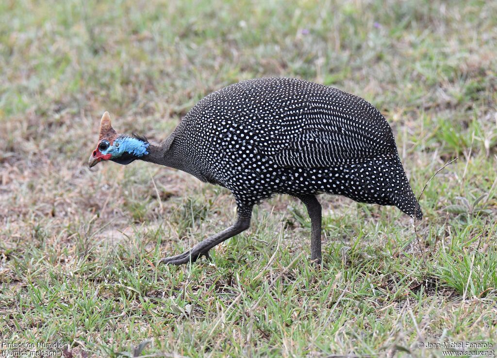 Helmeted Guineafowl