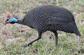 Helmeted Guineafowl