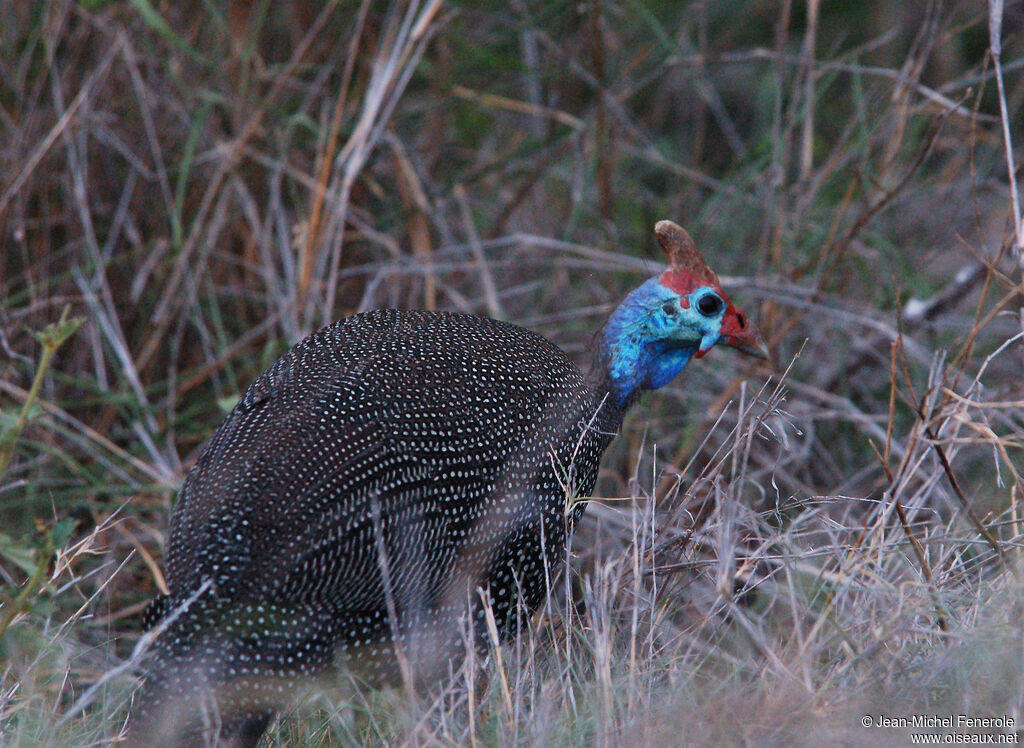 Pintade de Numidie, identification