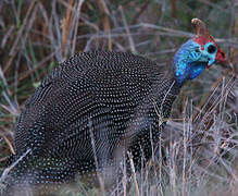 Helmeted Guineafowl