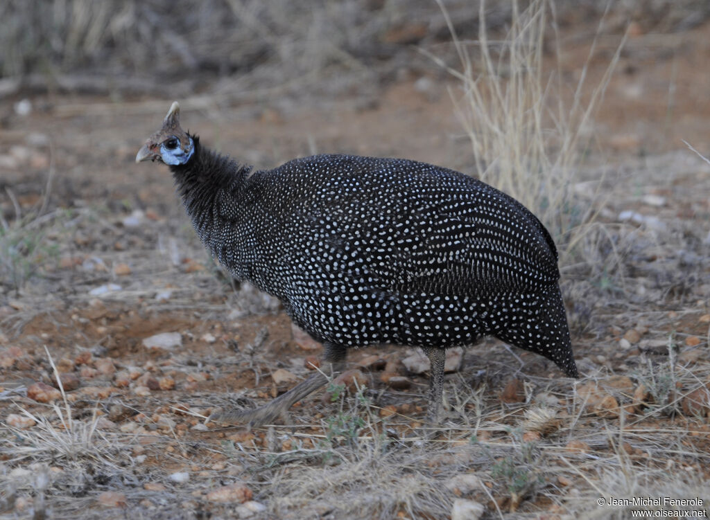 Helmeted Guineafowl