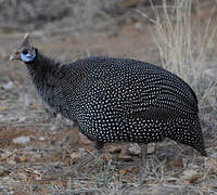 Helmeted Guineafowl