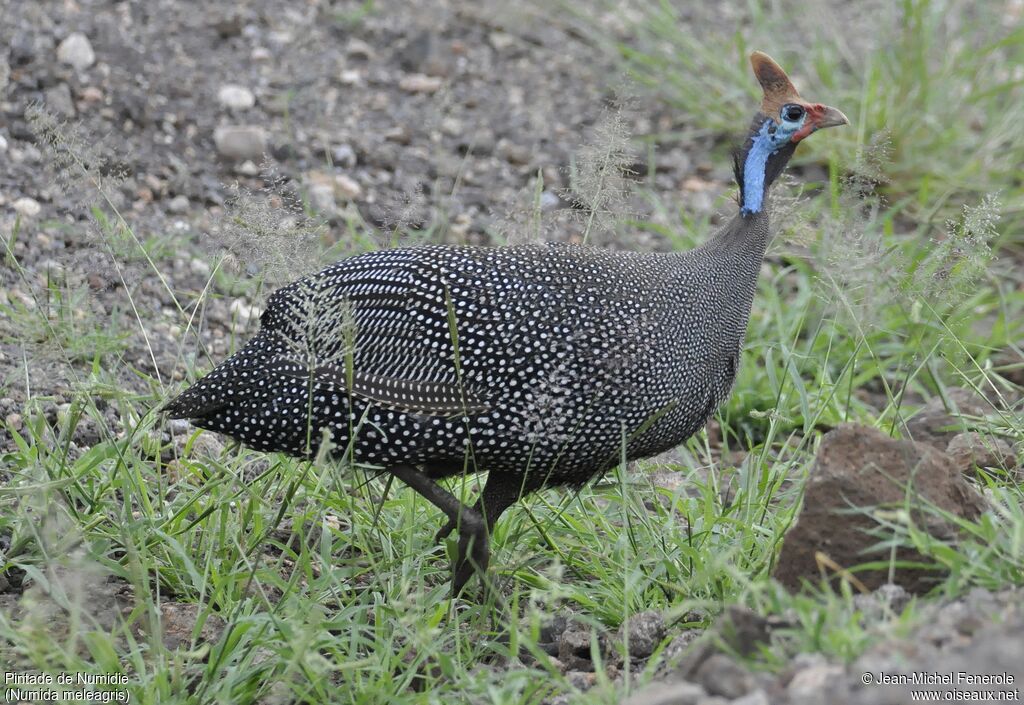 Helmeted Guineafowl