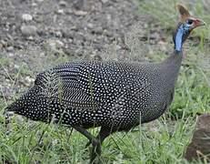 Helmeted Guineafowl