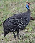 Helmeted Guineafowl